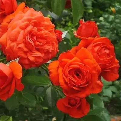 Саженцы роз МАЙНТАУЭР плетистая  Саженцы роз МАЙНТАУЭР плетистая в Ставрополе