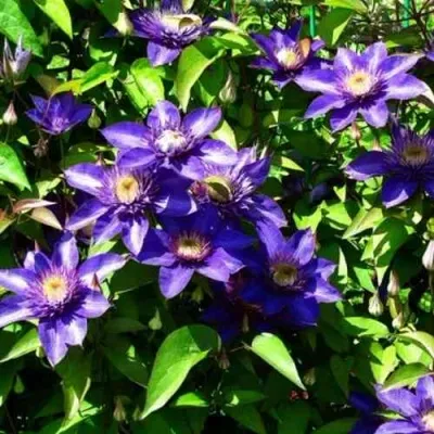 Клематис МУЛЬТИ БЛЮ — описание сорта Клематис МУЛЬТИ БЛЮ в Ставрополе