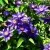 Клематис МУЛЬТИ БЛЮ — описание сорта Клематис МУЛЬТИ БЛЮ в Ставрополе