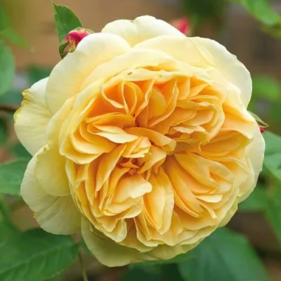 Саженцы роз ТИЗИНГ ДЖОРДЖИЯ английская  Саженцы роз ТИЗИНГ ДЖОРДЖИЯ английская в Ставрополе