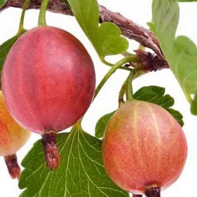 Крыжовник ЯРКИЙ в Ставрополе