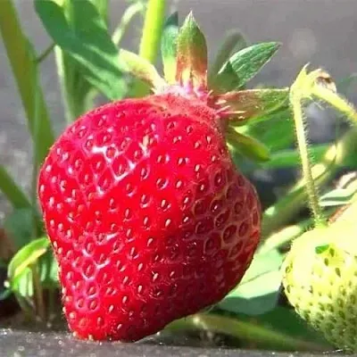 Клубника ХОНЕЙ  Клубника ХОНЕЙ в Ставрополе