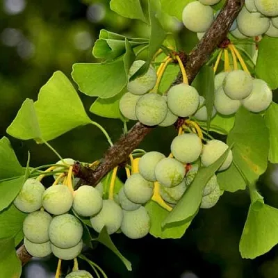 Гинкго билоба  Гинкго билоба в Ставрополе