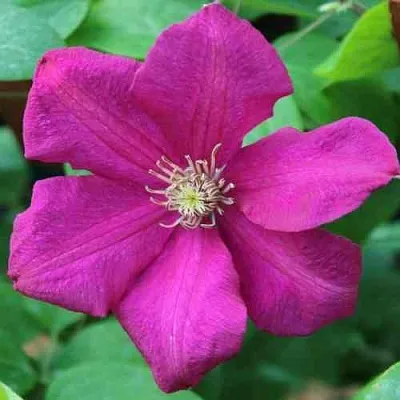 Клематис ЭРНЕСТ МАРКХАМ в Ставрополе