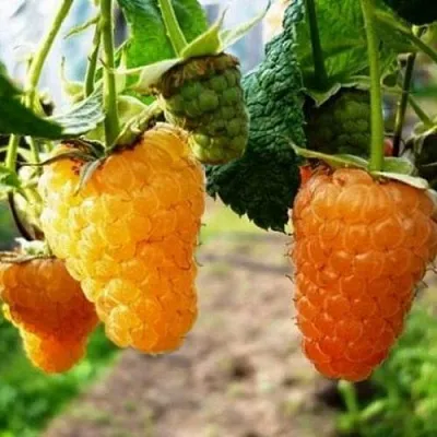 Малина ОРАНЖЕВОЕ ЧУДО  Малина ОРАНЖЕВОЕ ЧУДО в Ставрополе