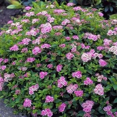 Спирея ЛИТЛ ПРИНЦЕСС японская  Спирея ЛИТЛ ПРИНЦЕСС японская в Ставрополе