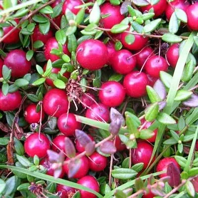 Клюква ПИЛИГРИМ  Клюква ПИЛИГРИМ в Ставрополе