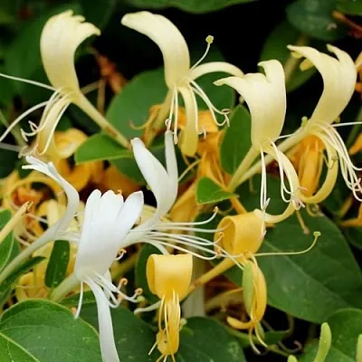 Жимолость ХАЛЛИАНА японская (Хелиана) в Ставрополе