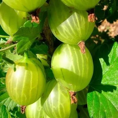 Крыжовник МАЛАХИТ в Ставрополе