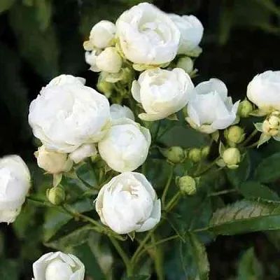 Саженцы роз УАЙТ МОРСДАГ полиантовая  Саженцы роз УАЙТ МОРСДАГ полиантовая в Ставрополе