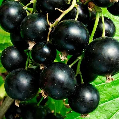 Чёрная  Чёрная в Ставрополе