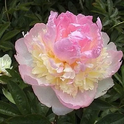 Пион РАСБЕРРИ САНДЕЙ травянистый  Пион РАСБЕРРИ САНДЕЙ травянистый в Ставрополе