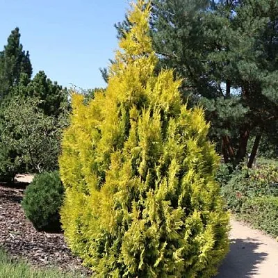 Туя СТОУНХАМ ГОЛД складчатая  Туя СТОУНХАМ ГОЛД складчатая в Ставрополе