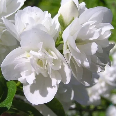 Жасмин ЖИРАНДОЛЬ  Жасмин ЖИРАНДОЛЬ в Ставрополе