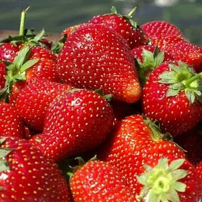 Клубника ПИРЧИНКЬЮ  Клубника ПИРЧИНКЬЮ в Ставрополе