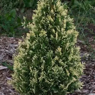 Туя БРАБАНТ ВАРИЕГАТТА западная в Ставрополе