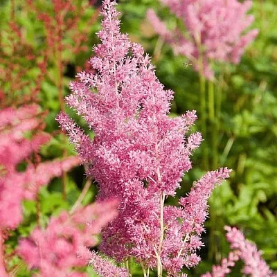 Астильба РЕЙНЛЕНД японская в Ставрополе