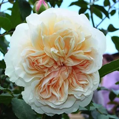 Саженцы роз ЛИЧФИЛД ЭНДЖЕЛ английская  Саженцы роз ЛИЧФИЛД ЭНДЖЕЛ английская в Ставрополе