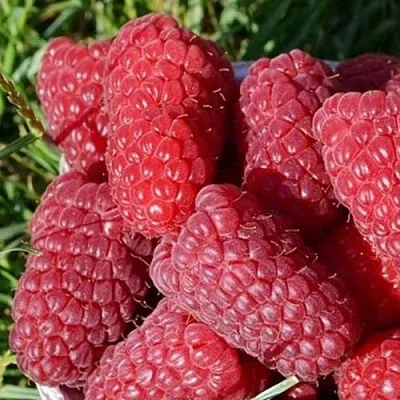 Малина САМОСВАЛ  Малина САМОСВАЛ в Ставрополе