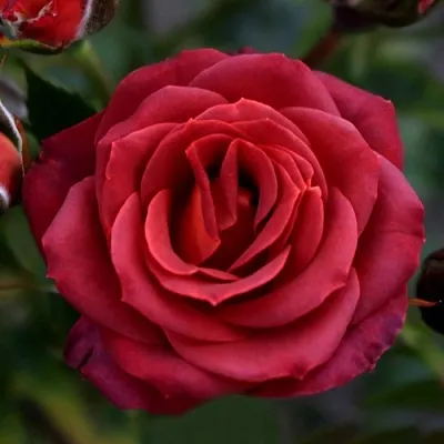 Саженцы роз ЧОКОЧИНО спрей  Саженцы роз ЧОКОЧИНО спрей в Ставрополе