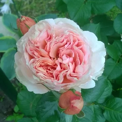 Саженцы роз ФИЛИНГ чайно-гибридная  Саженцы роз ФИЛИНГ чайно-гибридная в Ставрополе