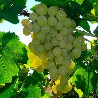 Виноград КИШМИШ МУСКАТНЫЙ  Виноград КИШМИШ МУСКАТНЫЙ в Ставрополе