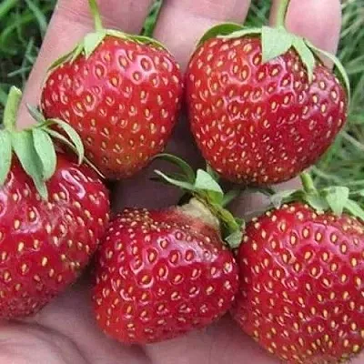 Клубника ВИМА ЗАНТА  Клубника ВИМА ЗАНТА в Ставрополе