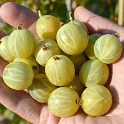 Крыжовник БЕРИЛЛ в Ставрополе