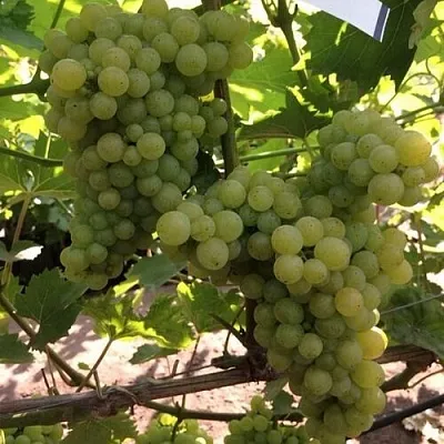 Виноград КИШМИШ 311  Виноград КИШМИШ 311 в Ставрополе