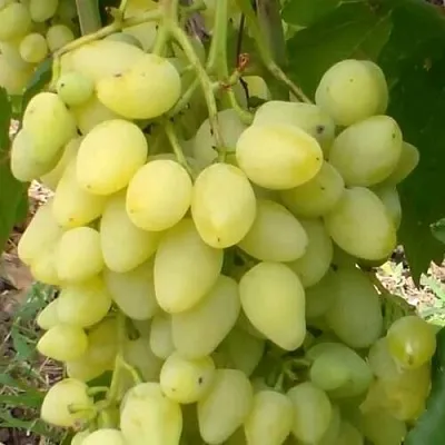 Виноград ЗАРНИЦА  Виноград ЗАРНИЦА в Ставрополе