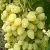 Виноград ЗАРНИЦА в Ставрополе