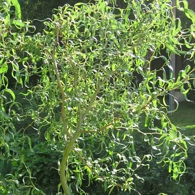 Ива МАТСУДАНА  Ива МАТСУДАНА в Ставрополе