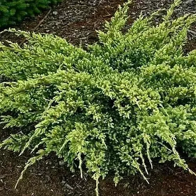 Можжевельник ДРИМ ДЖОЙ чешуйчатый  Можжевельник ДРИМ ДЖОЙ чешуйчатый в Ставрополе