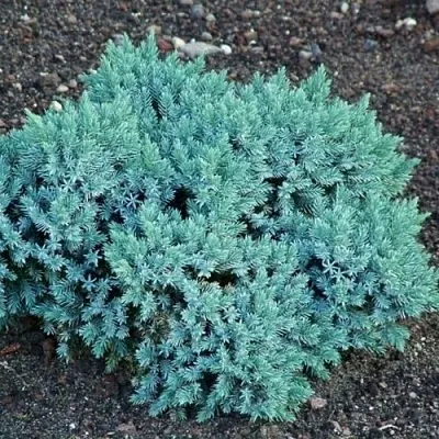 Можжевельник БЛЮ СТАР чешуйчатый  Можжевельник БЛЮ СТАР чешуйчатый в Ставрополе