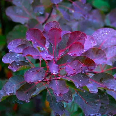 Скумпия ГРЕЙС  Скумпия ГРЕЙС в Ставрополе
