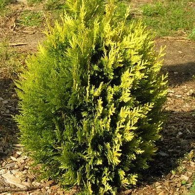 Туя КОППЕР ГОЛД западная  Туя КОППЕР ГОЛД западная в Ставрополе