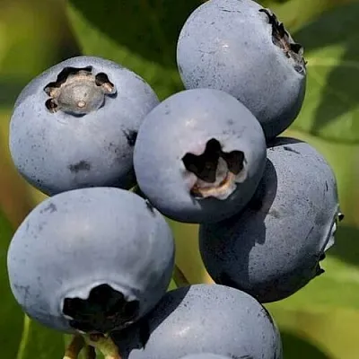 Голубика ЧАНДЛЕР  Голубика ЧАНДЛЕР в Ставрополе