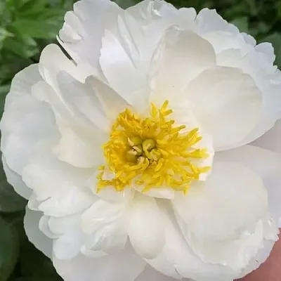 Пион ДУБЛИН травянистый  Пион ДУБЛИН травянистый в Ставрополе