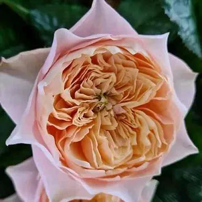 Саженцы роз ВУВУЗЕЛА РОМАНТИК чайно-гибридная  Саженцы роз ВУВУЗЕЛА РОМАНТИК чайно-гибридная в Ставрополе