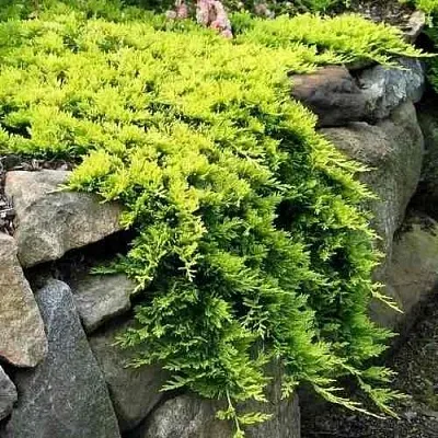 Можжевельник ГОЛДЕН КАРПЕТ горизонтальный  Можжевельник ГОЛДЕН КАРПЕТ горизонтальный в Ставрополе