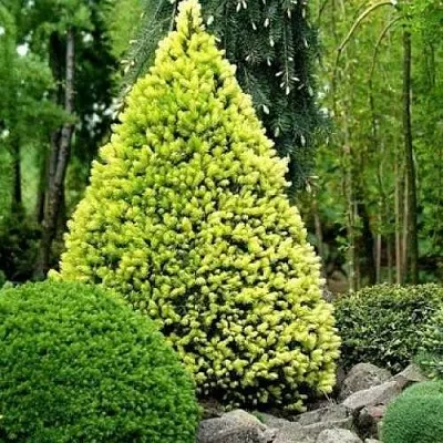 Ель РЕЙНБОУЗ ЭНД сизая в Ставрополе