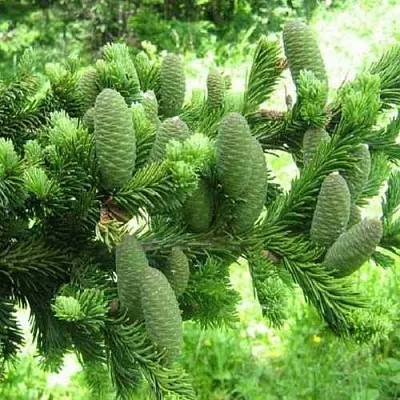 Пихта белая  Пихта белая в Ставрополе