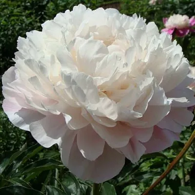 Пион ВОГ травянистый  Пион ВОГ травянистый в Ставрополе