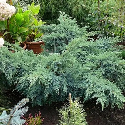 Можжевельник БЛЮ ШВЕД (СВИД) чешуйчатый  Можжевельник БЛЮ ШВЕД (СВИД) чешуйчатый в Ставрополе