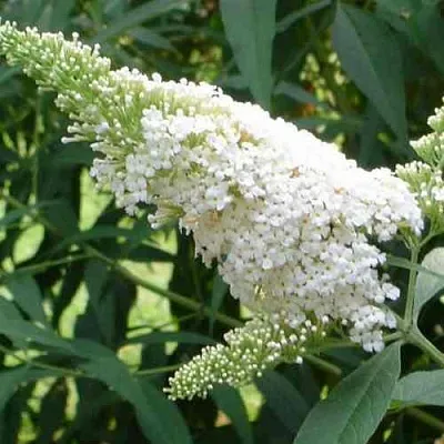 Буддлея давида ВАЙТ ПРОФЬЮЖН  Буддлея давида ВАЙТ ПРОФЬЮЖН в Ставрополе