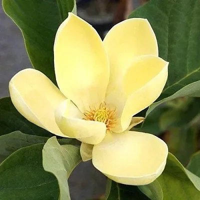 Магнолия ЕЛЛОУ ЛАНТЕРН  Магнолия ЕЛЛОУ ЛАНТЕРН в Ставрополе