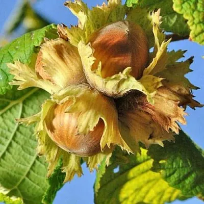 Фундук ТОНДА РОМАНА  Фундук ТОНДА РОМАНА в Ставрополе