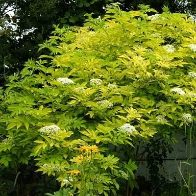 Бузина черная АУРЕА в Ставрополе