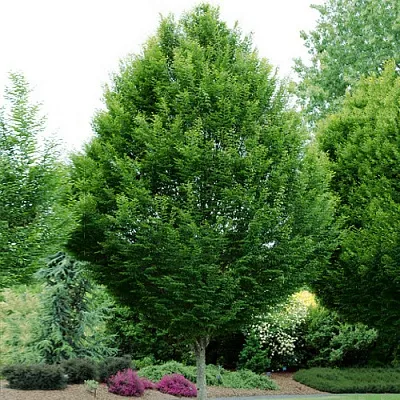 Граб  Граб в Ставрополе