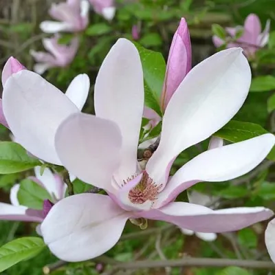 Магнолия ДЖОРДЖ ГЕНРИ КЕРН  Магнолия ДЖОРДЖ ГЕНРИ КЕРН в Ставрополе